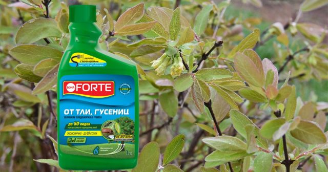 Опрыскиваем кусты средством от тли, гусениц и других вредителей Bona Forte на основе лямбда-цигалотрина. Опрыскиваем кусты средством от тли, гусениц и других вредителей Bona Forte на основе лямбда-цигалотрина.