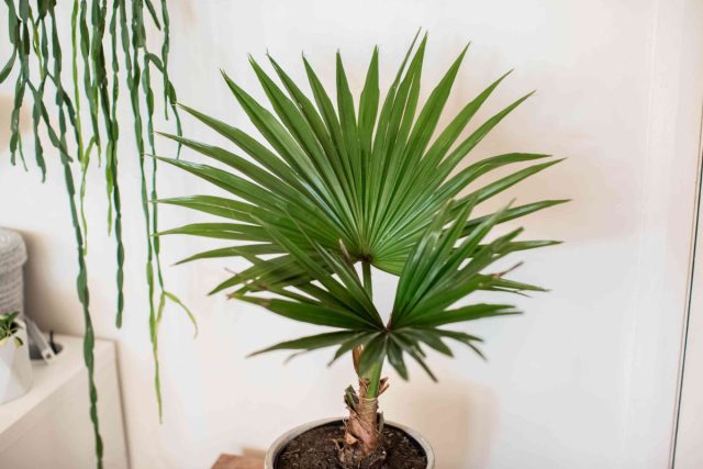 Ливистона китайская (Livistona chinensis) с зубчатым стволом и пышными листами, состоящими из 50-80 складчатых сегментов с красивыми, пониклыми кончиками. Ливистона китайская (Livistona chinensis) с зубчатым стволом и пышными листами, состоящими из 50-80 складчатых сегментов с красивыми, пониклыми кончиками.