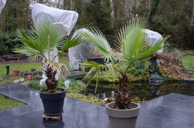Вашингтония нитеносная (Washingtonia filifera) отличается характерной «юбкой» на расширенном к основанию стволе, которая состоит из высохших листьев. Вашингтония нитеносная (Washingtonia filifera) отличается характерной «юбкой» на расширенном к основанию стволе, которая состоит из высохших листьев.