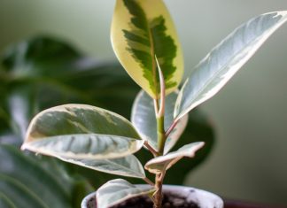 Бессмертная классика: всё об уходе за фикусом эластика - Блоги компаний Бессмертная классика: все об уходе за фикусом эластика.