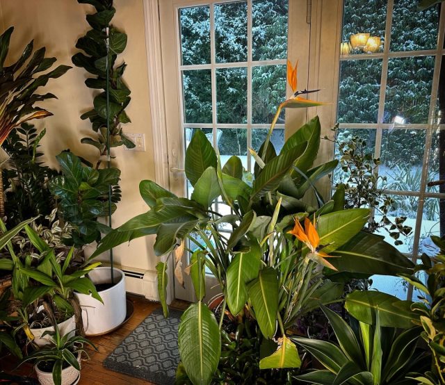 В цветущем виде стрелиция королевская (Strelitzia reginae) достигает высоты около 3 метров. В цветущем виде стрелиция королевская (Strelitzia reginae) достигает высоты около 3 метров.