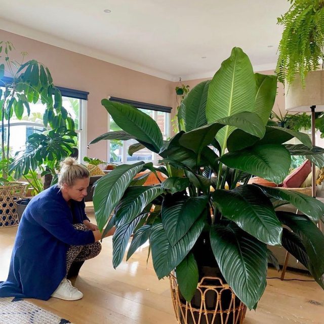 «Сенсейшн» (Spathiphyllum ’Sensation’) редко цветет и в основном популярен из-за крупных ребристых листовых пластин. «Сенсейшн» (Spathiphyllum ’Sensation’) редко цветет и в основном популярен из-за крупных ребристых листовых пластин.