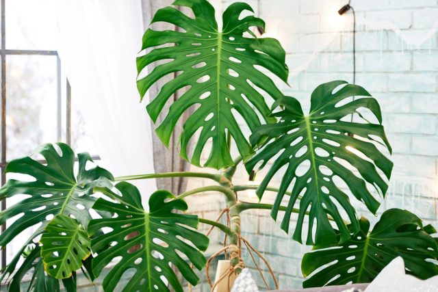 Монстера (Monstera deliciosa) — невероятно популярное тропическое комнатное растение с очень большой листвой. Монстера (Monstera deliciosa) — невероятно популярное тропическое комнатное растение с очень большой листвой.