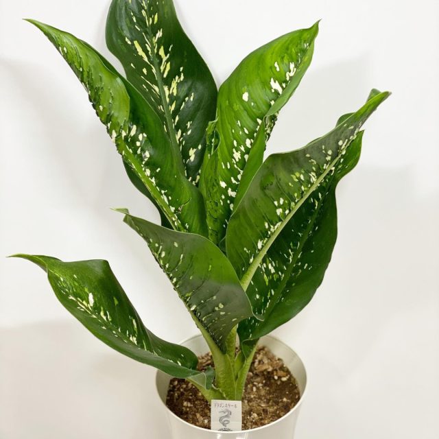 Новый сорт «Драгон Скейл» (Dieffenbachia 'Dragon Scale'), или «Шкура дракона» отличают эффектные оборки вдоль средних ребер листвы. Новый сорт «Драгон Скейл» (Dieffenbachia 'Dragon Scale'), или «Шкура дракона» отличают эффектные оборки вдоль средних ребер листвы.
