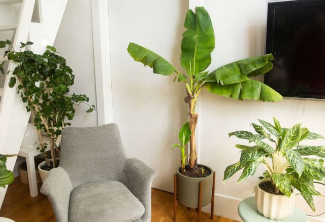 Бананы (Musa spp.) известны очень крупными листьями и характерным тропическим обликом. Бананы (Musa spp.) известны очень крупными листьями и характерным тропическим обликом.