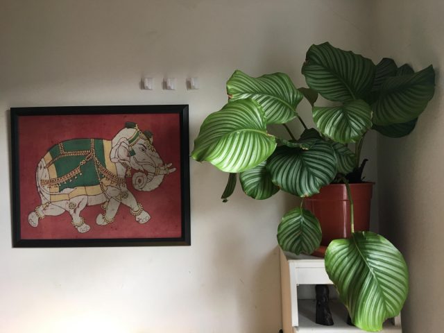 Калатея круглолистная (Calathea orbifolia) выделяется крупными округлыми листьями, украшенными привлекательными полосами зеленого и серебристого оттенков. Калатея круглолистная (Calathea orbifolia) выделяется крупными округлыми листьями, украшенными привлекательными полосами зеленого и серебристого оттенков.