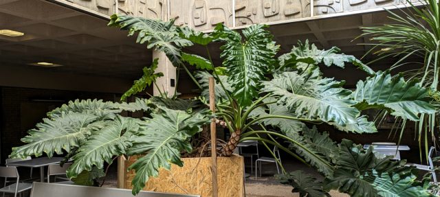 Филодендрон двоякоперистый (Philodendron bipinnatifidum) представляет собой великолепное крупнолистное комнатное растение. Филодендрон двоякоперистый (Philodendron bipinnatifidum) представляет собой великолепное крупнолистное комнатное растение.