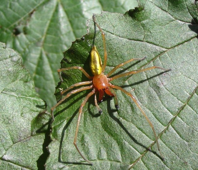 На север продвинулся и желтосумный колющий паук (Cheiracanthium punctorium). На север продвинулся и желтосумный колющий паук (Cheiracanthium punctorium).