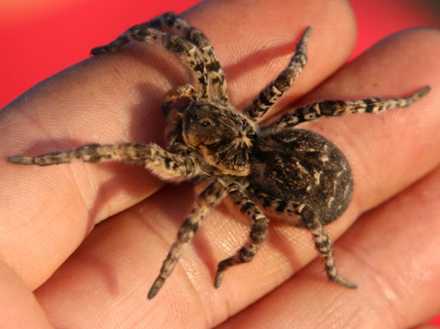 Мизгирь, или южнорусский тарантул (Lycosa singoriensis) - крупный норный паук-охотник. Мизгирь, или южнорусский тарантул (Lycosa singoriensis) - крупный норный паук-охотник.