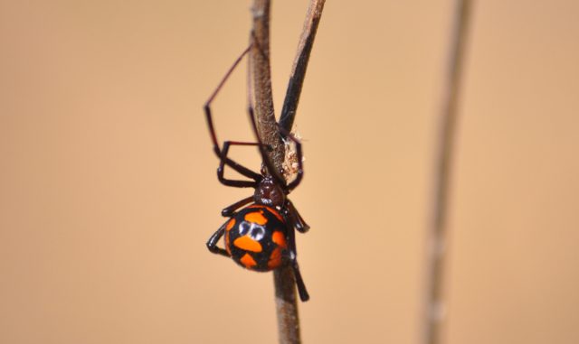 Каракурт (Latrodectus tredecimguttatus) из рода Чёрных вдов - самый опасный российский паук. Каракурт (Latrodectus tredecimguttatus) из рода Чёрных вдов - самый опасный российский паук.