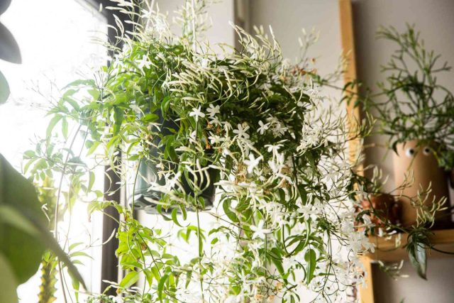 В комнатной культуре особенно распространены жасмин многоцветковый (J. polyanthum) и аравийский (J. sambac). В комнатной культуре особенно распространены жасмин многоцветковый (J. polyanthum) и аравийский (J. sambac).