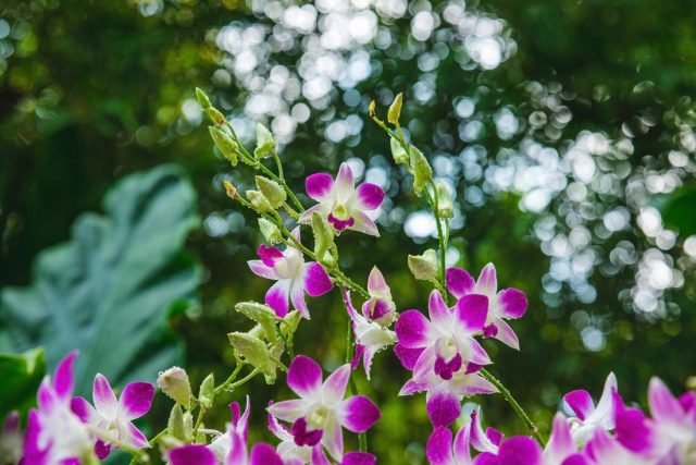 Дендробиумы (Dendrobium) отличаются длительным цветением и представлены в различных оттенках от белого до фиолетового и розового. Дендробиумы (Dendrobium) отличаются длительным цветением и представлены в различных оттенках от белого до фиолетового и розового.