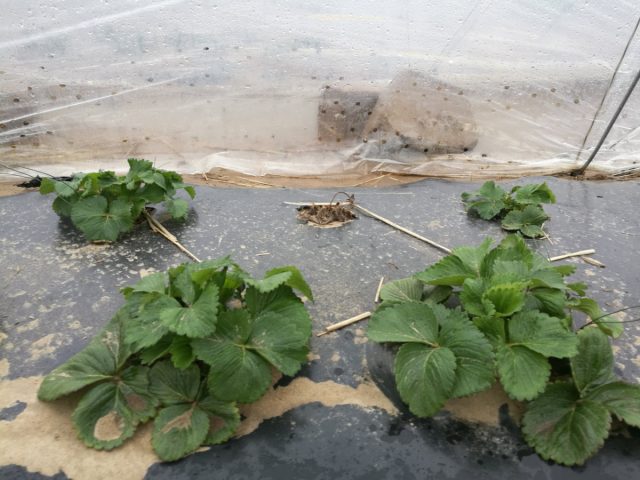 Особенно хорошо ледяное укрытие получалось с крупноплодной садовой земляникой (клубникой). Особенно хорошо ледяное укрытие получалось с крупноплодной садовой земляникой (клубникой).