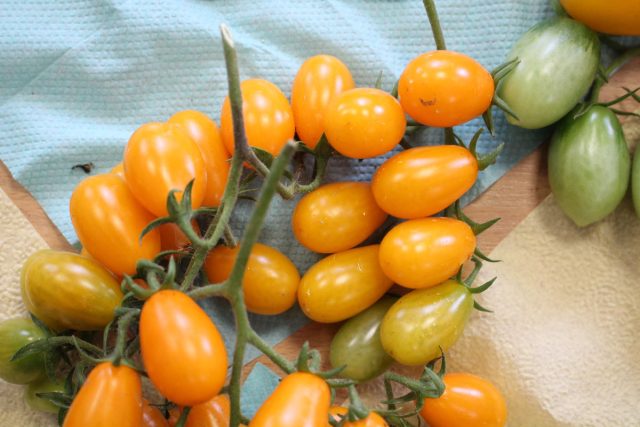 Среди черриков выделился сорт «Грушевый апельсин». Маленькие грушки жизнерадостного апельсинового цвета. Индетерминант, невероятно урожайный на пасынки Среди черриков выделился сорт «Грушевый апельсин». Маленькие грушки жизнерадостного апельсинового цвета. Индетерминант, невероятно урожайный на пасынки