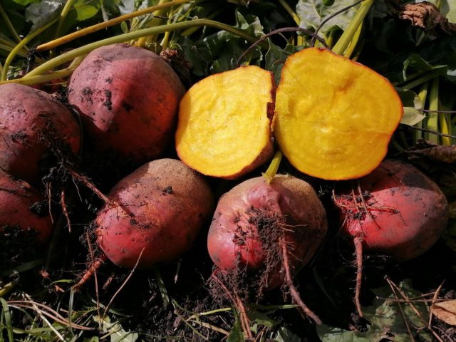 Свёкла "Золотой глобус" очень понравилась видом, вкусом и текстурой. Свёкла "Золотой глобус" очень понравилась видом, вкусом и текстурой.