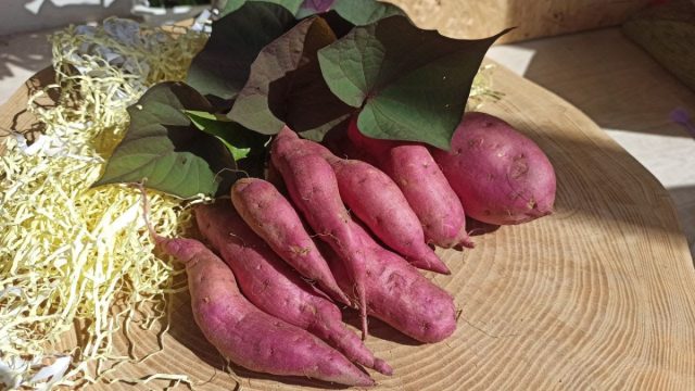 Батат - опробовали два авторских сорта семьи Луцан: "Карат" и "Наполеон". Батат - опробовали два авторских сорта семьи Луцан: "Карат" и "Наполеон".