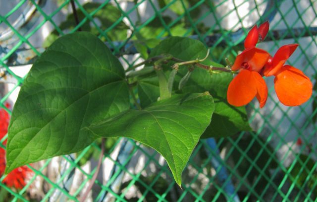 Фасоль огненно-красная "Энорма" Фасоль огненно-красная "Энорма"