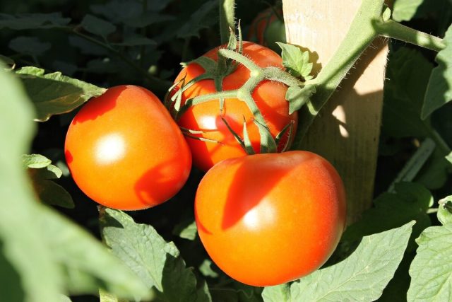 Из опробованных новых томатов порадовал сорт "Саратовские". Из опробованных новых томатов порадовал сорт "Саратовские".