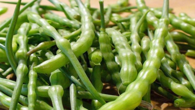 Стручковый яванский редис - бесценная вещь для летней окрошки и летних салатов. Стручковый яванский редис - бесценная вещь для летней окрошки и летних салатов.