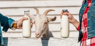 Почему козье молоко пахнет? Учимся управлять вкусом и запахом молока.