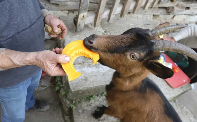 При включении в рацион тыквы молоко становится более густым и сладким. При включении в рацион тыквы молоко становится более густым и сладким.