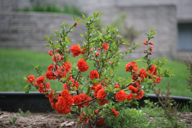 Хеномелес (Chaenomeles japonica) особенно красив во время цветения, которое приходится на первую половину - середину мая.