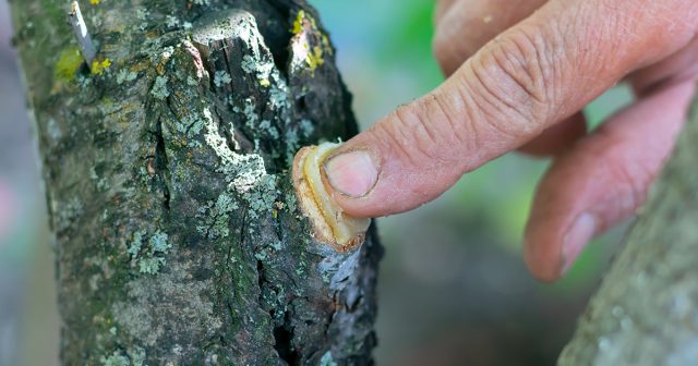 Кардинальные вмешательства с удалением большого объёма побегов желательно отложить на тот период, когда деревья находятся в состоянии покоя. Кардинальные вмешательства с удалением большого объёма побегов желательно отложить на тот период, когда деревья находятся в состоянии покоя.