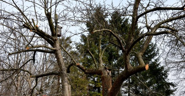 Омолаживают яблони возрастом 15-20 лет и старше, урожайность которых сильно упала, а крона явно далека от идеальной. Омолаживают яблони возрастом 15-20 лет и старше, урожайность которых сильно упала, а крона явно далека от идеальной.