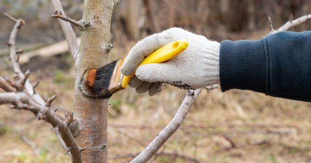 Все срезы побегов толщиной свыше 20 мм замазывают садовым варом, масляной краской, олифой или болтушкой из глины. Все срезы побегов толщиной свыше 20 мм замазывают садовым варом, масляной краской, олифой или болтушкой из глины.