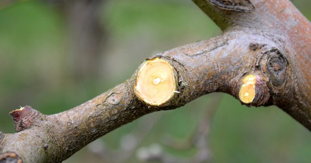 Если нужно полностью удалить побег какого-то порядка, то его обрезают на «кольцо». Если нужно полностью удалить побег какого-то порядка, то его обрезают на «кольцо».
