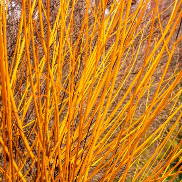 «Басфордиана» (Salix x rubens 'Basfordiana') отличается гладкой желто-оранжево-красной корой, особенно яркой на молодых приростах. «Басфордиана» (Salix x rubens 'Basfordiana') отличается гладкой желто-оранжево-красной корой, особенно яркой на молодых приростах.