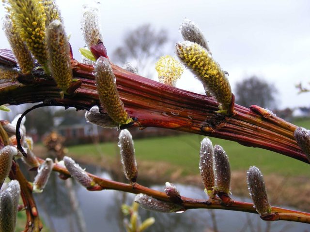 «Секка» (Salix udensis 'Sekka') - самый востребованный сорт. «Секка» (Salix udensis 'Sekka') - самый востребованный сорт.
