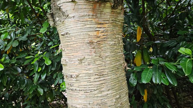 Кора березы Максимовича (Betula maximowicziana) оранжево-серо-белая, неяркая. Кора березы Максимовича (Betula maximowicziana) оранжево-серо-белая, неяркая.