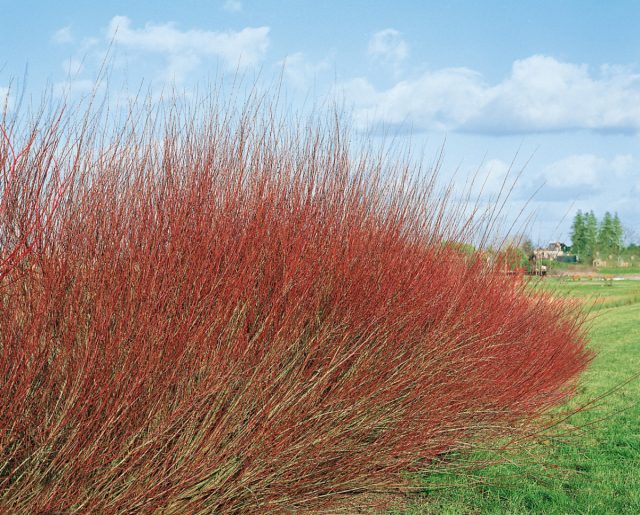 Компактная ива "Нана" (Salix purpurea 'Nana'). Компактная ива "Нана" (Salix purpurea 'Nana').