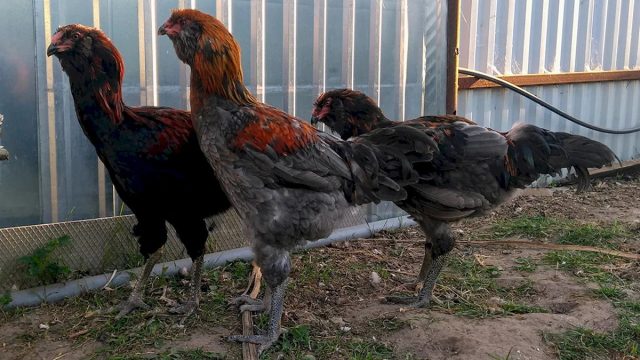 Гергебильские куры быстро набирают живую массу, вкусовые качества мяса отличные, убойный выход высокий. Гергебильские куры быстро набирают живую массу, вкусовые качества мяса отличные, убойный выход высокий.