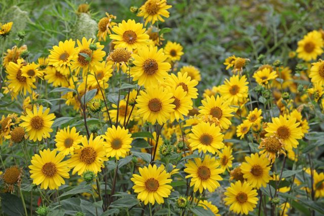 Не менее солнечные гелиопсисы (Heliopsis) вырастают до 1,5 м. Не менее солнечные гелиопсисы (Heliopsis) вырастают до 1,5 м.