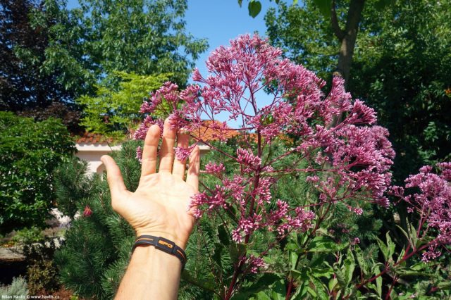 В пределах 1,5-2 м держатся некоторые сорта посконника пятнистого (Eupatorium maculatum). В пределах 1,5-2 м держатся некоторые сорта посконника пятнистого (Eupatorium maculatum).