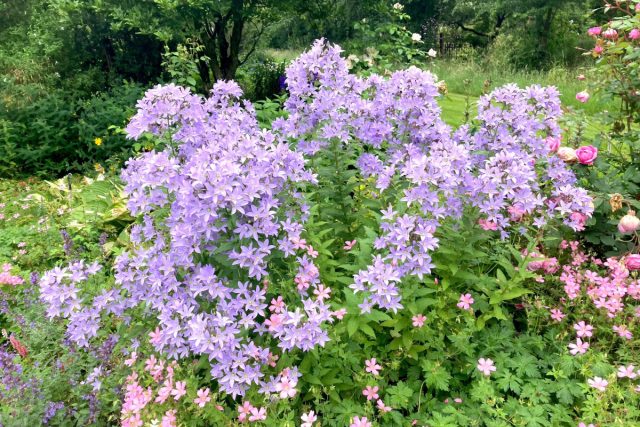 Планки в 1,5 м может достичь и колокольчик молочноцветковый (Campanula lactiflora) с 4-сантиметровыми белыми или голубыми колокольчиками. Планки в 1,5 м может достичь и колокольчик молочноцветковый (Campanula lactiflora) с 4-сантиметровыми белыми или голубыми колокольчиками.