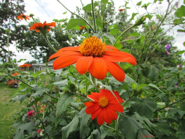 Титония круглолистная (Tithonia rotundifolia) отличается мощью и жизнерадостностью. Титония круглолистная (Tithonia rotundifolia) отличается мощью и жизнерадостностью.