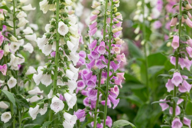 Наперстянка пурпурная (Digitalis purpurea) несколько ниже, до 180 см. Наперстянка пурпурная (Digitalis purpurea) несколько ниже, до 180 см.