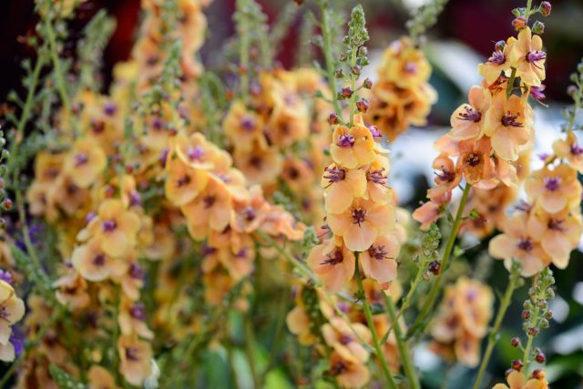 Ещё один впечатляющий двулетник - коровяк (Verbascum). Ещё один впечатляющий двулетник - коровяк (Verbascum).