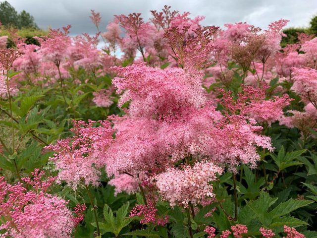 Пушистыми облачками цветут лабазники (Filipendula). Пушистыми облачками цветут лабазники (Filipendula).