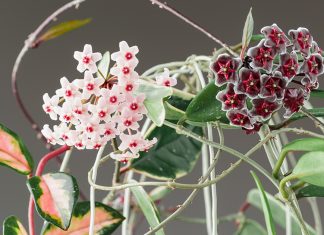 Хойя — все об уходе за тропической лианой - Блоги компаний Хойя — все об уходе за тропической лианой.