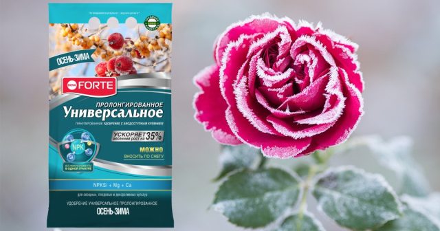 Можно взять для подкормки Универсальное Осень-Зима Bona Forte – 60-80 г на одно растение. Можно взять для подкормки Универсальное Осень-Зима Bona Forte – 60-80 г на одно растение.