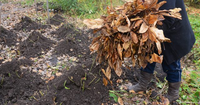 Традиционный способ заключается в том, что кусты сначала накрываются толстым слоем сухой листвы и веток, а сверху дополнительно агроволокном. Традиционный способ заключается в том, что кусты сначала накрываются толстым слоем сухой листвы и веток, а сверху дополнительно агроволокном.