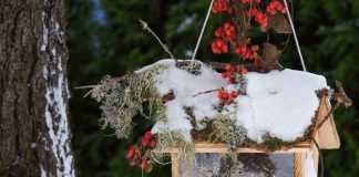 Какие кормушки на самом деле нравятся птицам — привлекаем пернатых правильно.