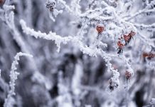 Лунный календарь садовода и огородника на декабрь 2024 года.