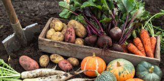Не умереть от голода: полностью обеспечиваем себя продуктами с огорода.