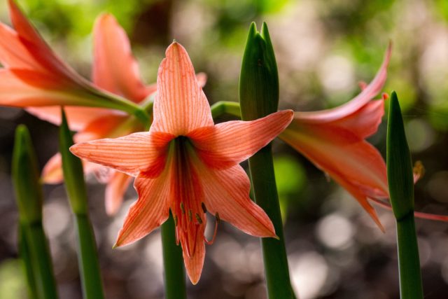 Настоящий амариллис (Amaryllis belladonna) также известен как джерсийская лилия, или лилия белладонны. Настоящий амариллис (Amaryllis belladonna) также известен как джерсийская лилия, или лилия белладонны.
