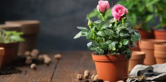 Почему желтеют листья комнатной розы и как спасти цветок?